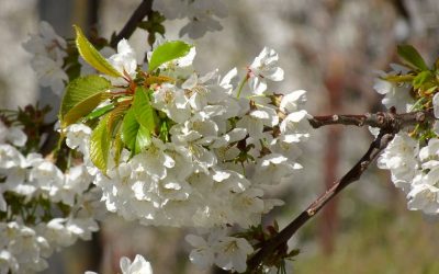 Programación del Cerezo en Flor 2026 en el Valle del Jerte: fechas de floración y actividades