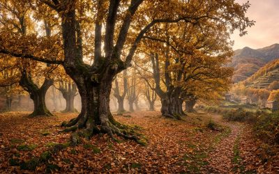 Así es el Otoño Mágico del Valle del Ambroz 2026: Guía y Programa 29ª Edición
